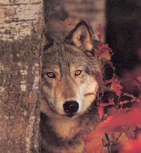 La mort du Loup - Alfred de Vigny (1797-1863)